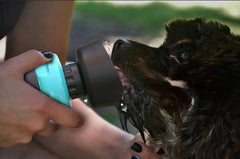 HydroPaws Water Bottle — Foldable Travel Bowl